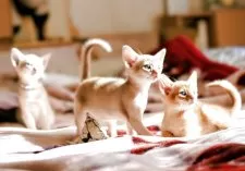 アビシニアン【埼玉県・男の子・2025年10月5日・レッド(シナモン)】の写真3