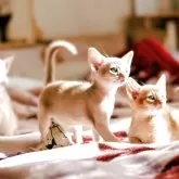 アビシニアン【埼玉県・男の子・2025年10月5日・フォーン】の写真3