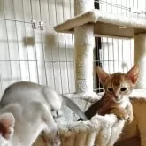 アビシニアン【埼玉県・男の子・2025年10月5日・レッド(シナモン)】の写真6