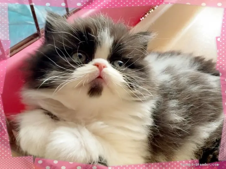 ミユミユ 様のお迎えした子猫