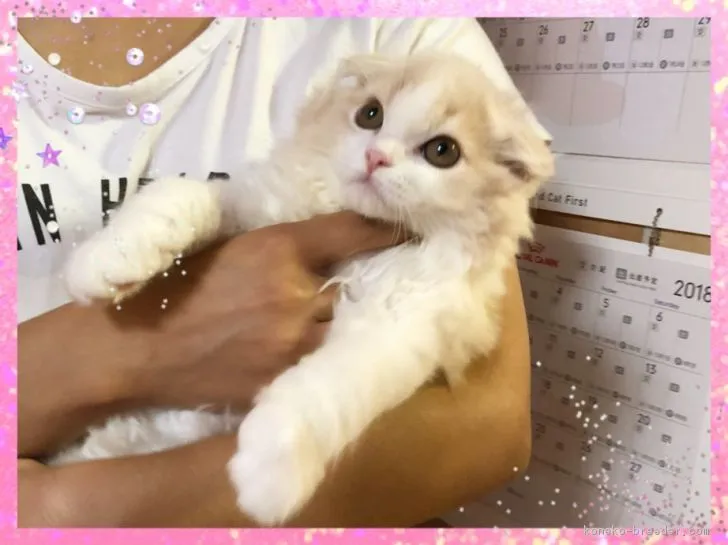 ID：1809-00574の子猫