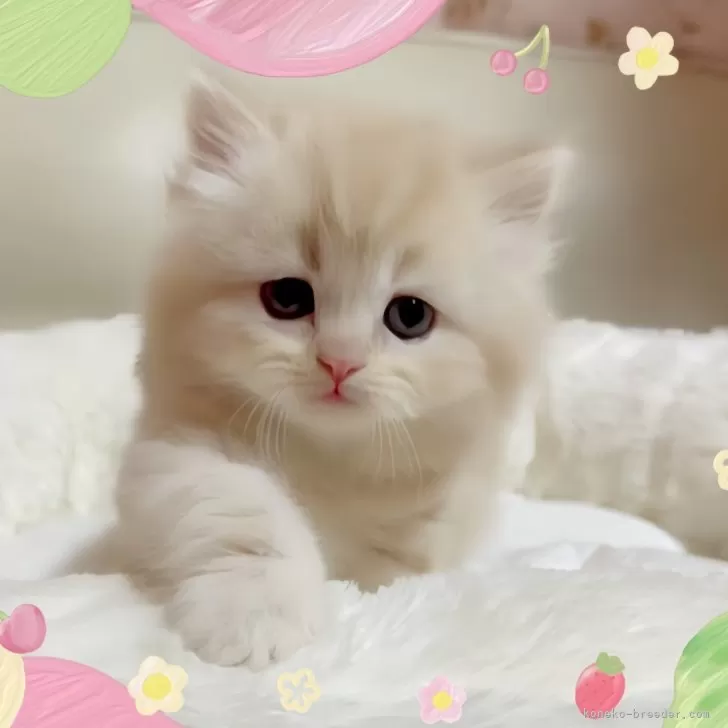 Y.I 様のお迎えした子猫