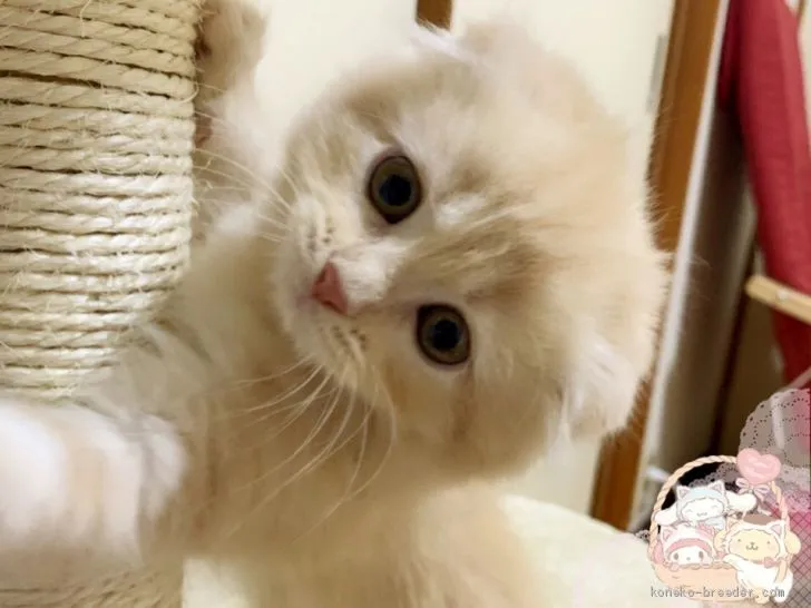 ID：1907-01055の子猫