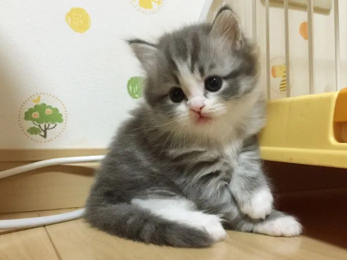 ID：1505-00611の子猫