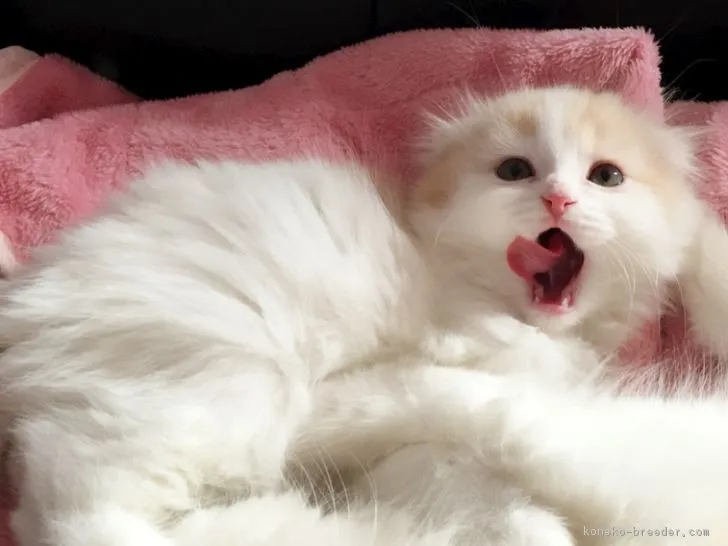 ID：1702-00070の子猫