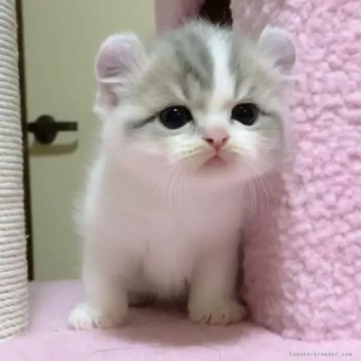 タカユキ 様のお迎えした子猫