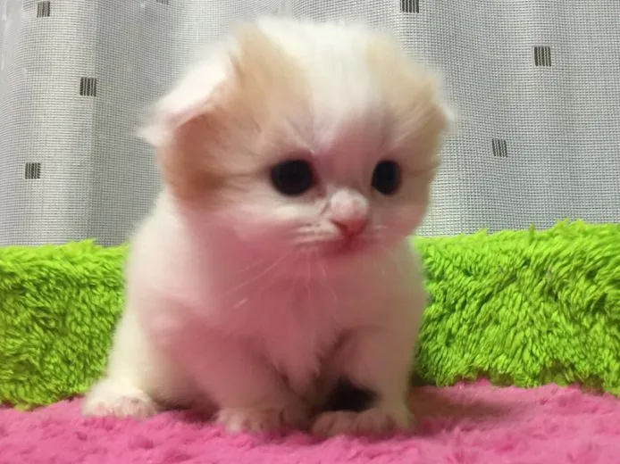 ID：1506-00096の子猫