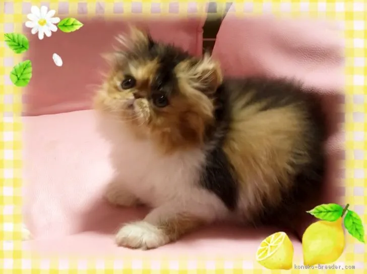 ID：1905-01312の子猫