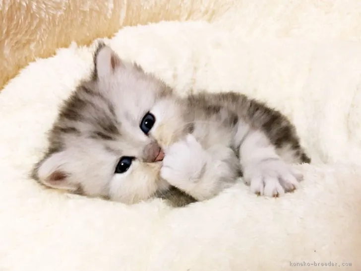ID：1803-01154の子猫
