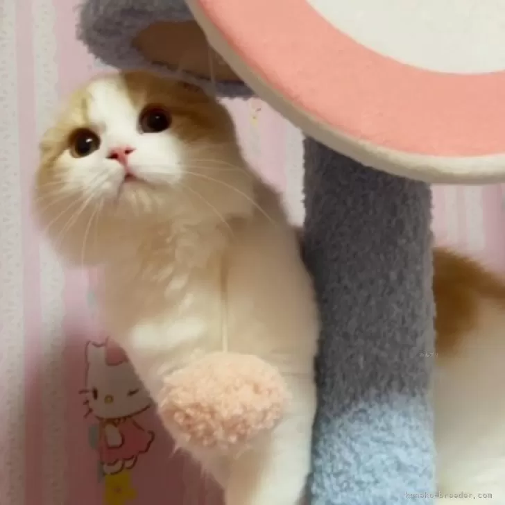 ID：2311-02051の子猫