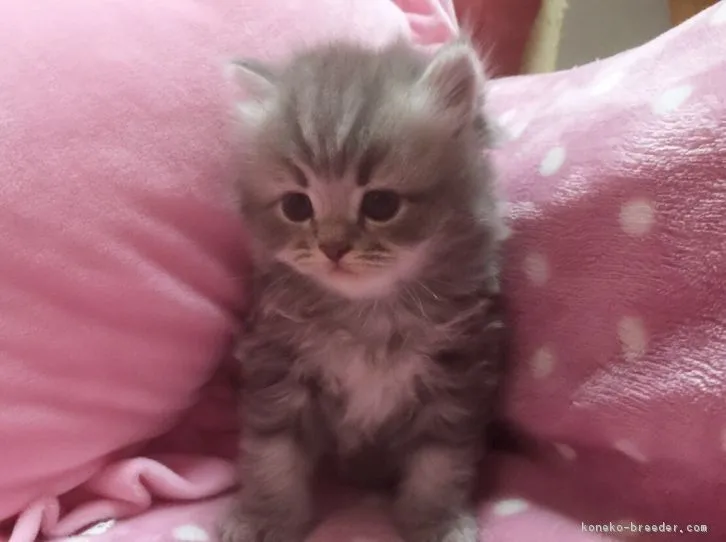 ID：1603-00374の子猫