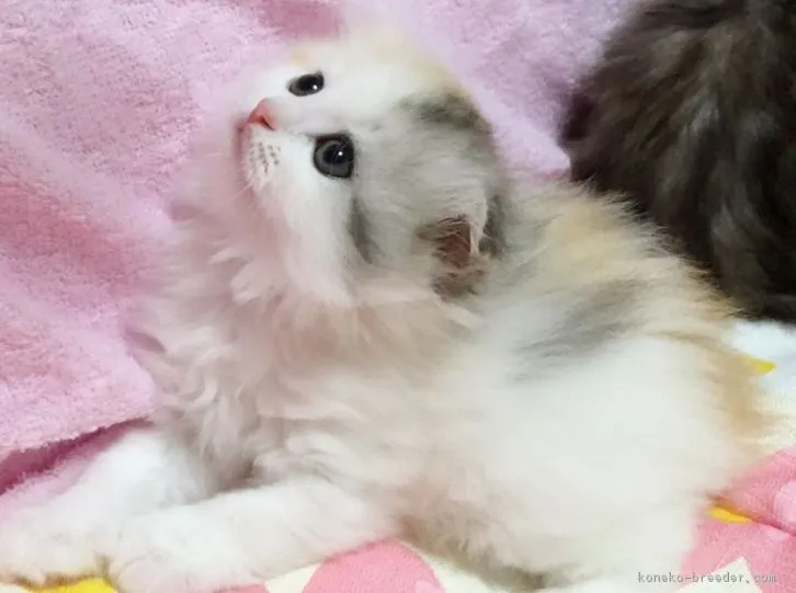 ID：1606-00915の子猫