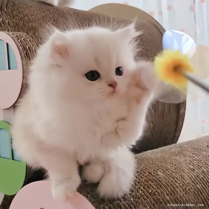 ID：2405-00730の子猫