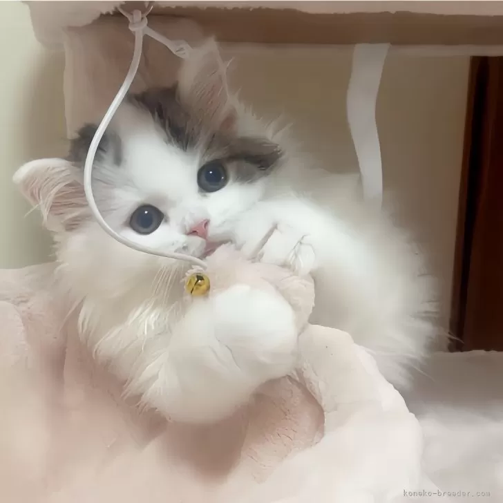 ID：2406-00414の子猫