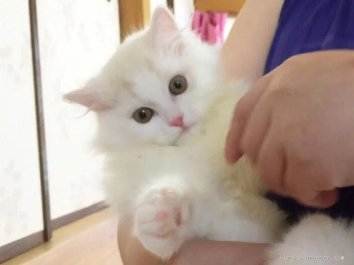 ID:1508-00254の子猫