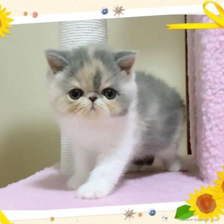 ID：2208-01946の子猫