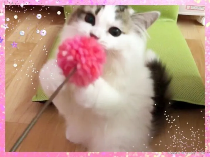 ID：1807-01611の子猫