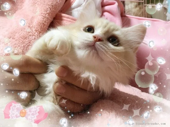 ID:1709-00257の子猫