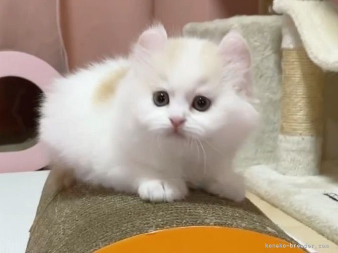 せり&ふき 様のお迎えした子猫