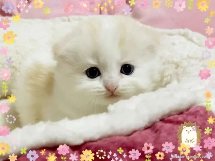 ID：2003-01616の子猫