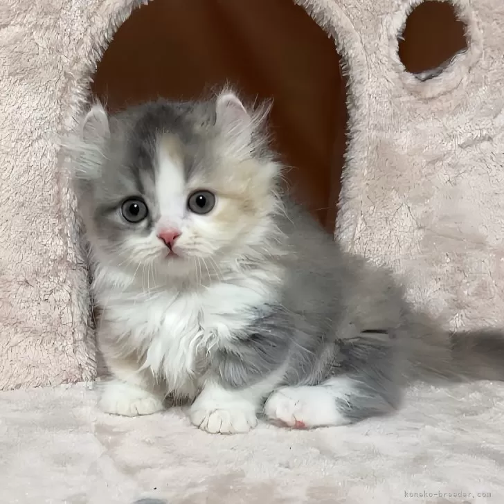 ID:2409-00203の子猫
