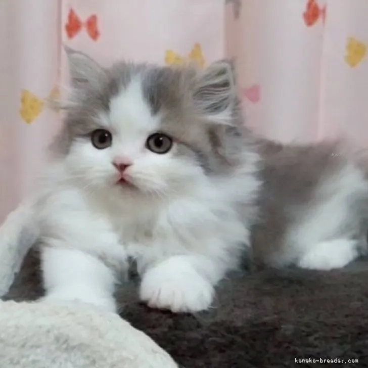 ID：2311-01731の子猫