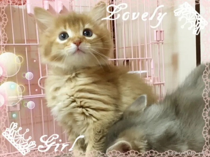 ID：1702-00673の子猫