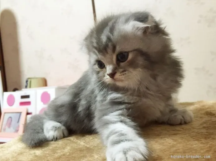 ID:1510-00475の子猫