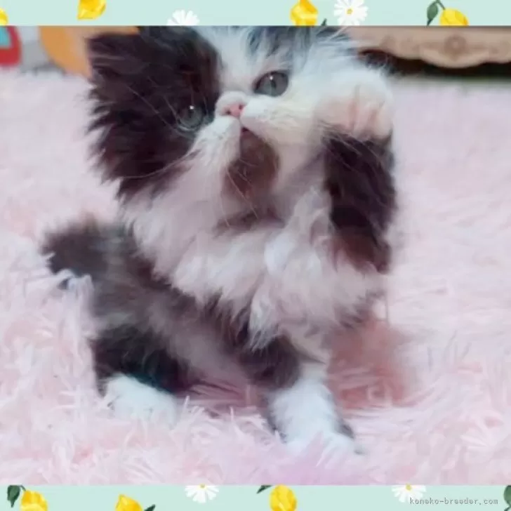 ID:2409-03069の子猫