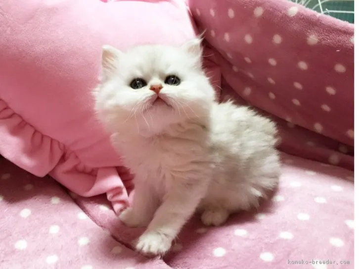 ヒロ 様のお迎えした子猫