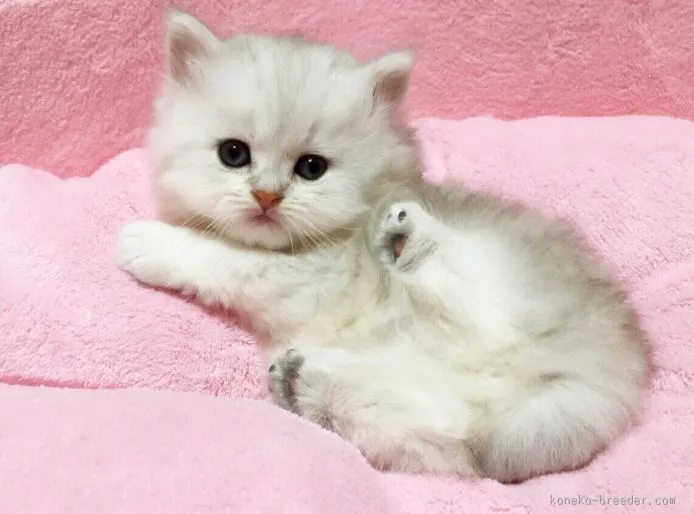 ID：1511-00424の子猫