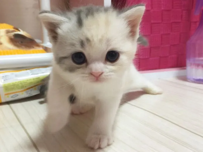 ID：1506-00097の子猫