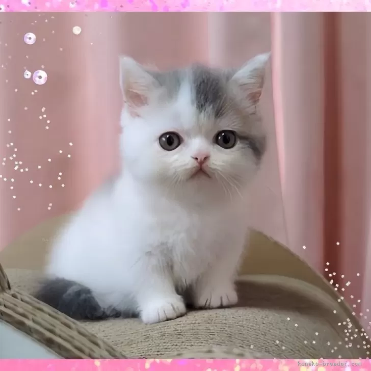 ID：2405-03857の子猫