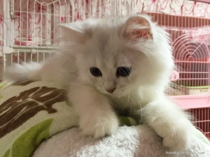 cne 様のお迎えした子猫