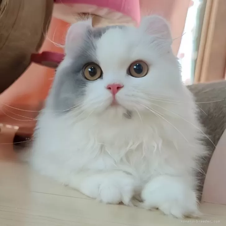 ID：2406-03377の子猫