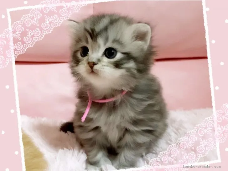 ID：2003-00958の子猫