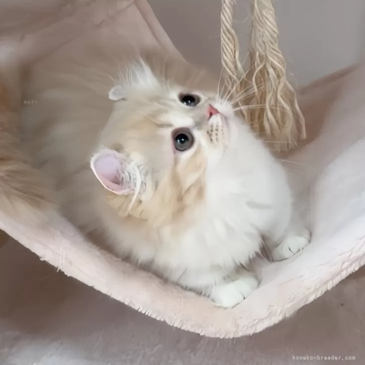 ID:2409-01179の子猫