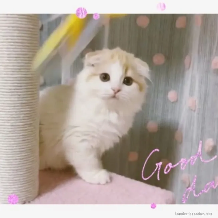 ID:2303-03146の子猫