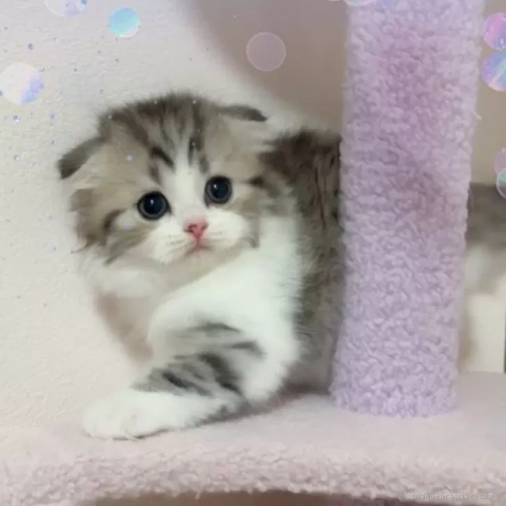 ID：2405-02991の子猫