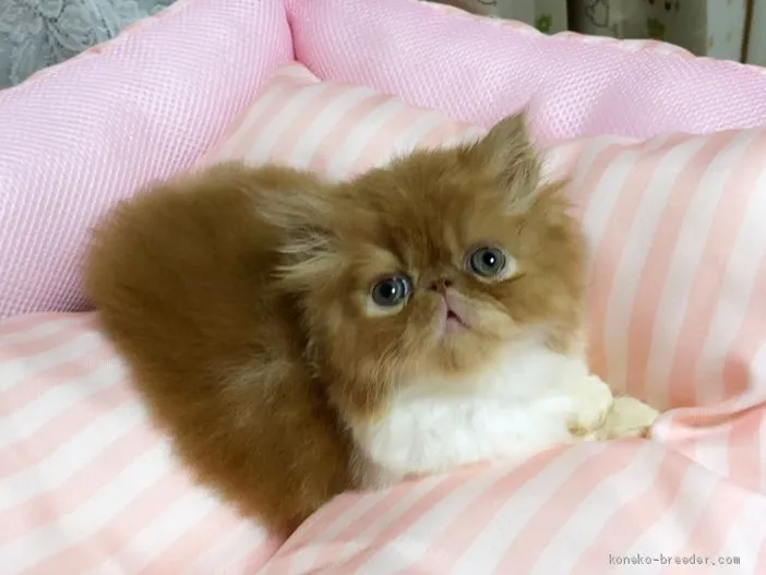 ID：1908-00191の子猫