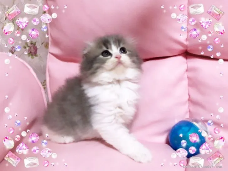 ID：1807-01610の子猫