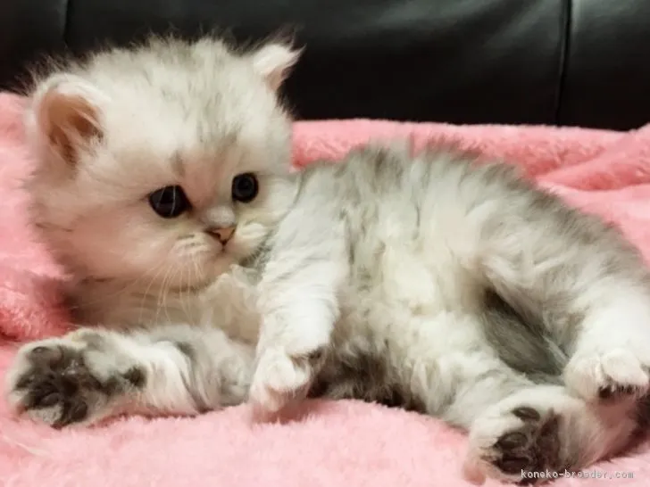 yumic 様のお迎えした子猫