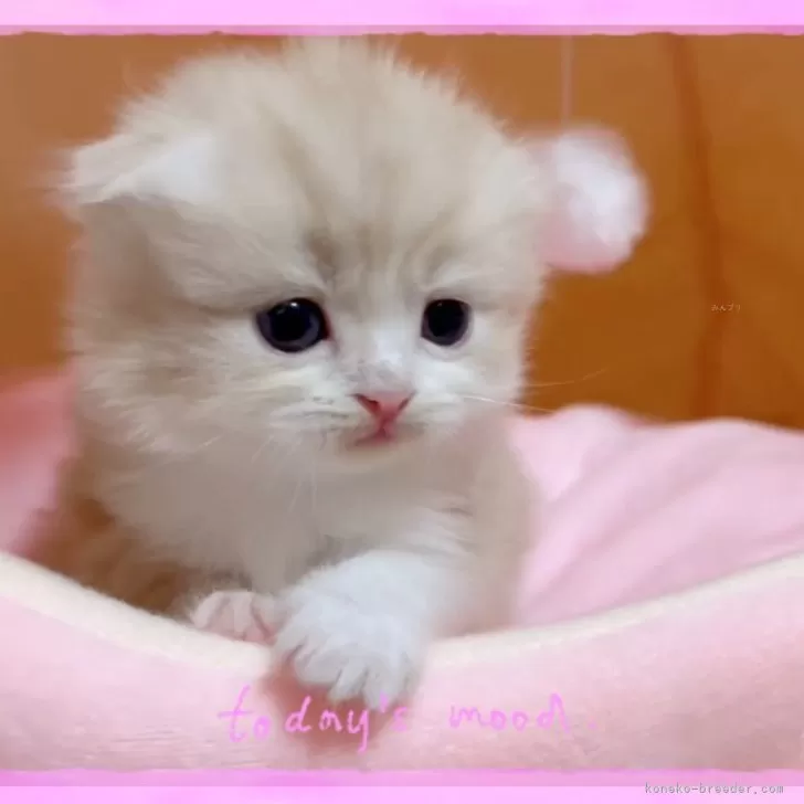 C.A 様のお迎えした子猫
