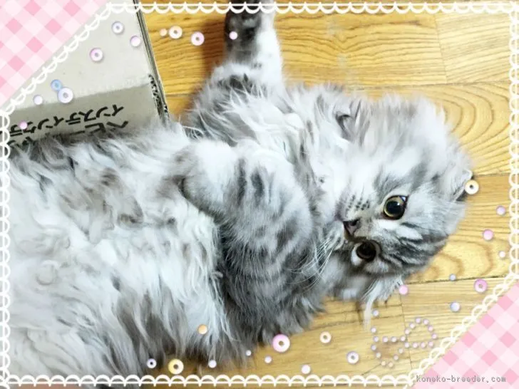 ID:1708-00408の子猫