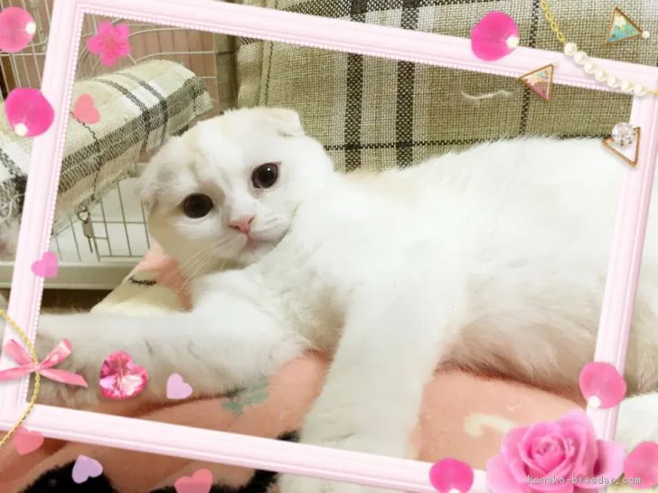 ID：1710-00774の子猫