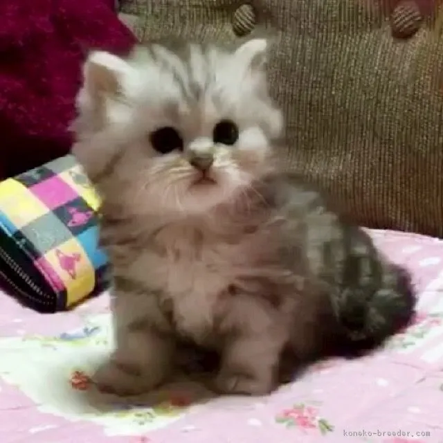 すっくん 様のお迎えした子猫