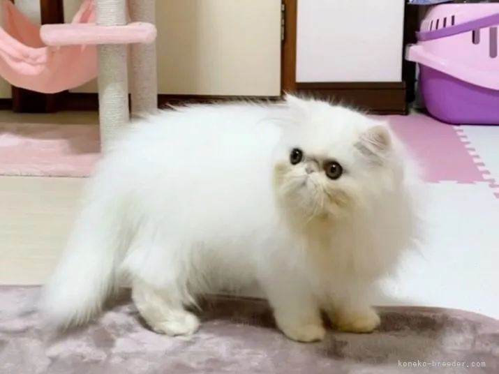 Miya 様のお迎えした子猫