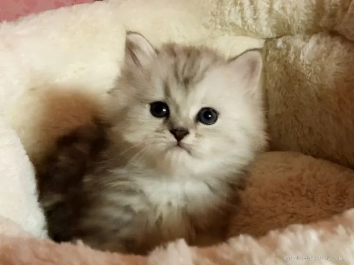ブンちゃん 様のお迎えした子猫