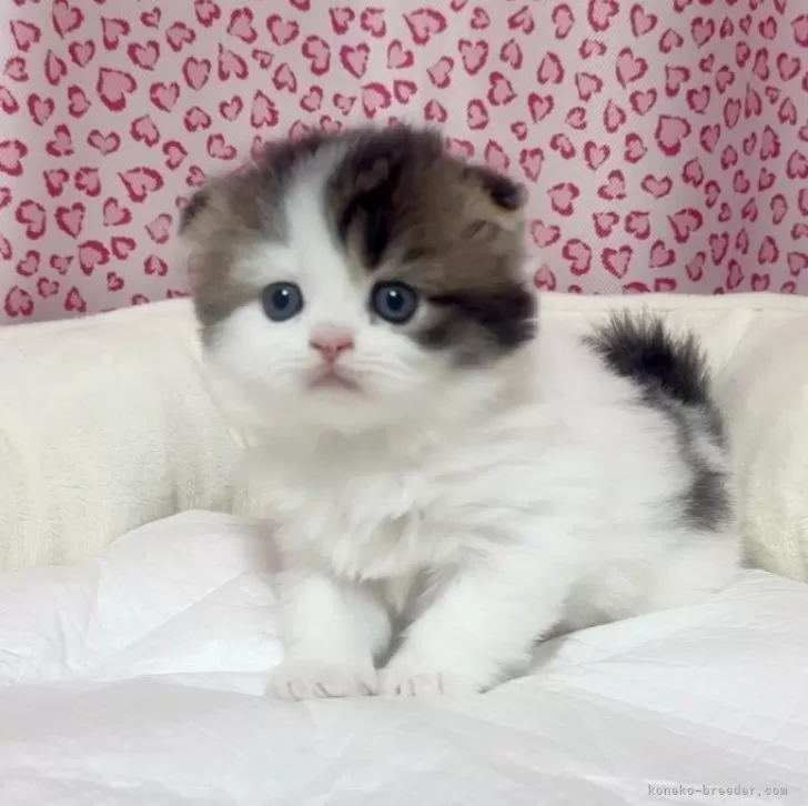 ID：2405-02277の子猫