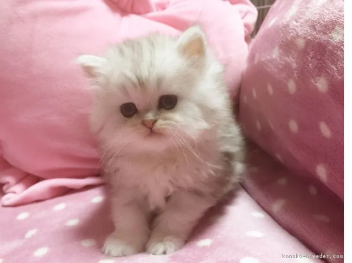 ID：1605-00001の子猫